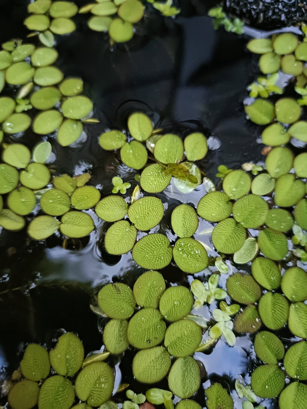 Salvinia minima, bassin d'aquarium flottant pour plantes