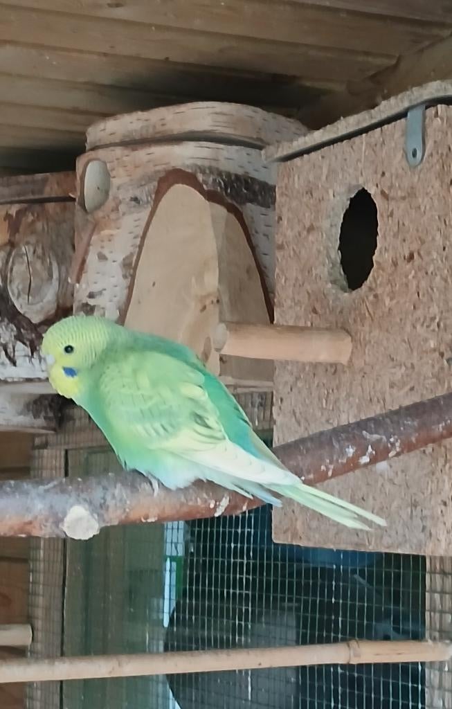 Jonge grasparkietjes te koop in groene tinten, Geslacht onbekend, Parkiet