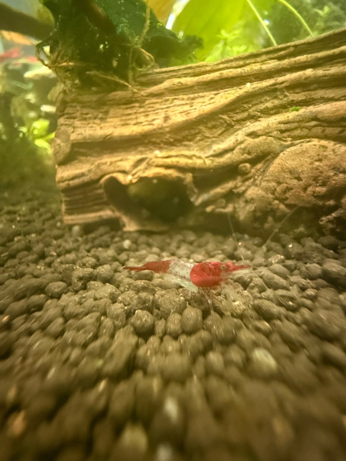 Neo caridina Red rili, Animaux & Accessoires, Homard, Crabe ou Crevette