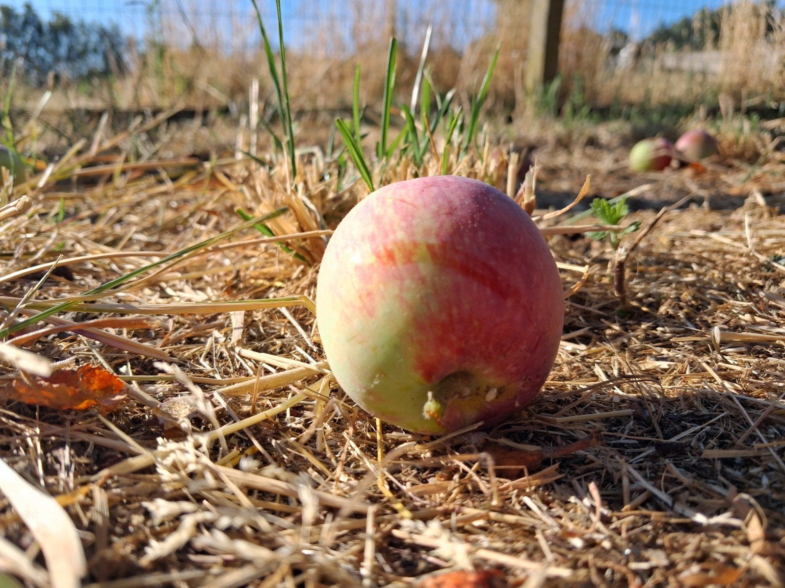 Gratis appeltjes - ongeveer 10 kg, Ophalen
