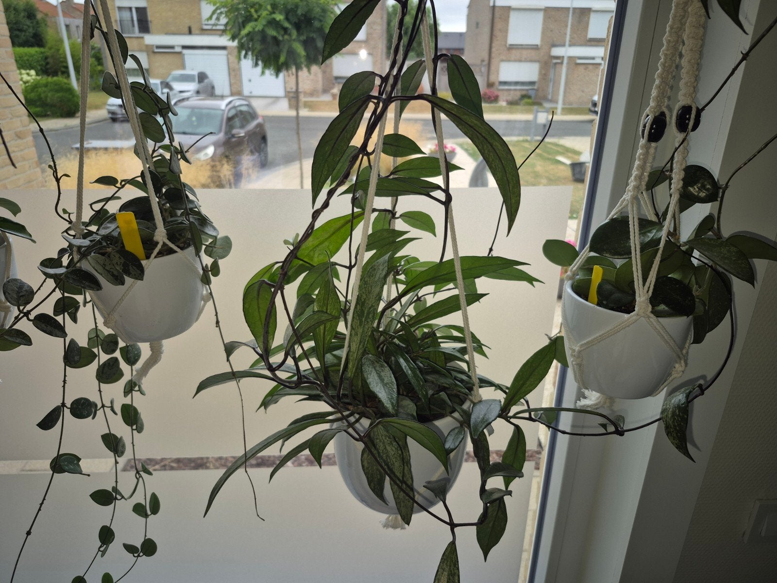 Hoya stekjes ongeworteld, Huis en Inrichting, Kamerplanten, Ophalen of Verzenden