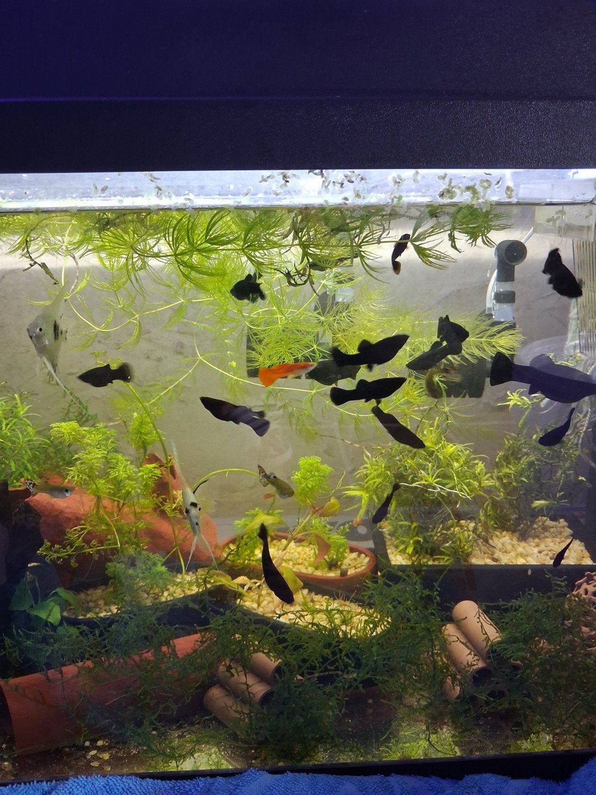 Black molly