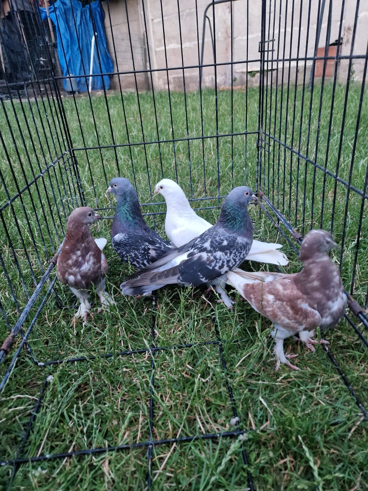 Takla duiven heel goedkoop., Dieren en Toebehoren, Vogels | Duiven
