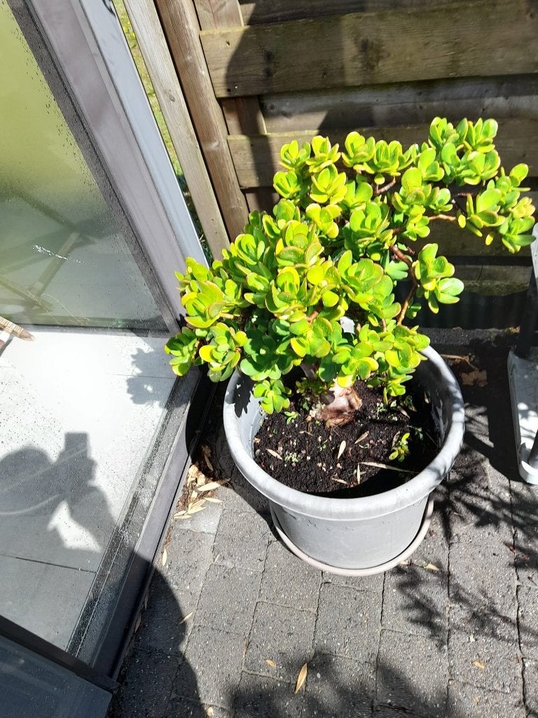 crassula ovata, Maison & Meubles, Plantes d'intérieur, Autres espèces, En pot, Plante à fleurs, Moins de 100 cm