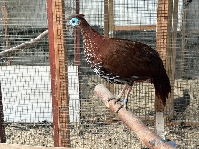 fazanten, Animaux & Accessoires, Femelle