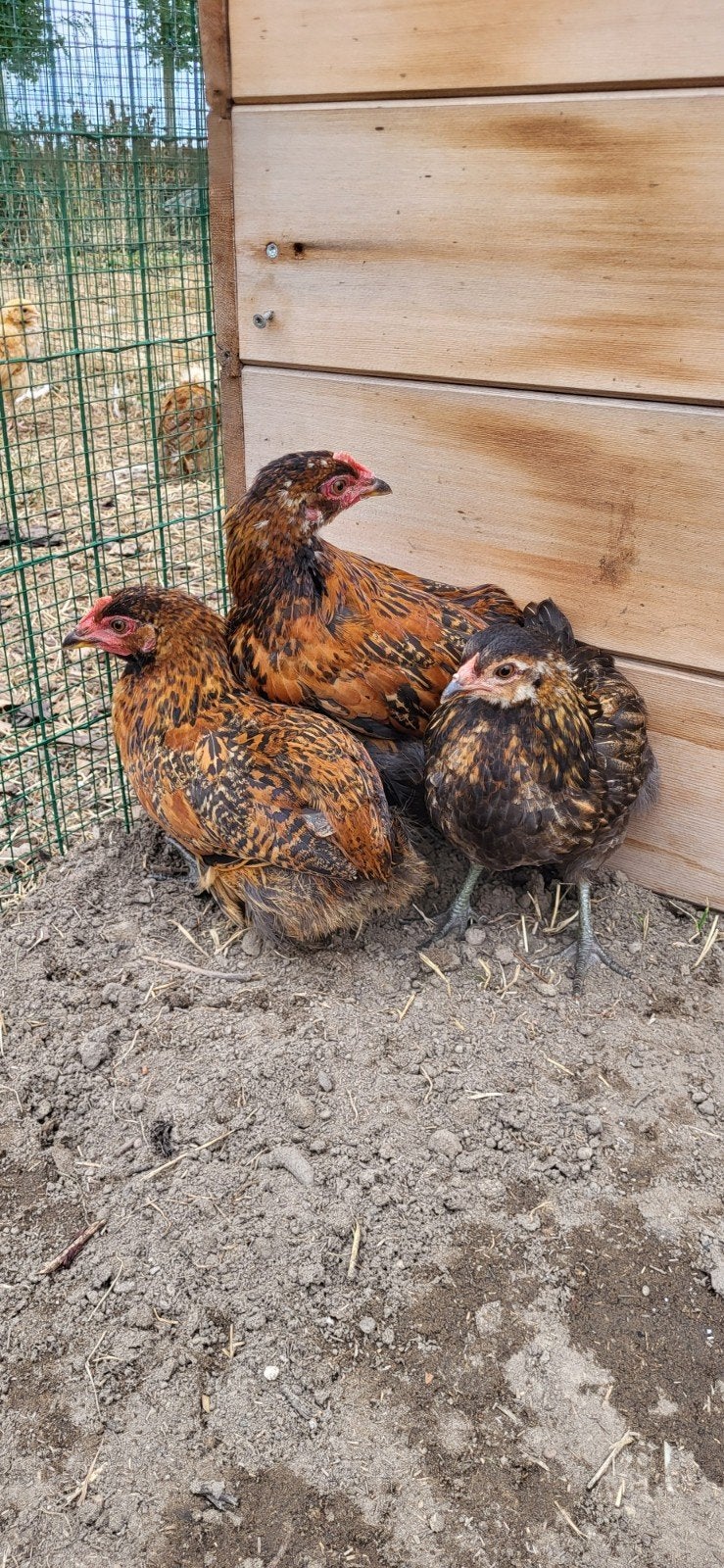 Araucana kuikens 8 weken, Plusieurs animaux, Poule ou poulet