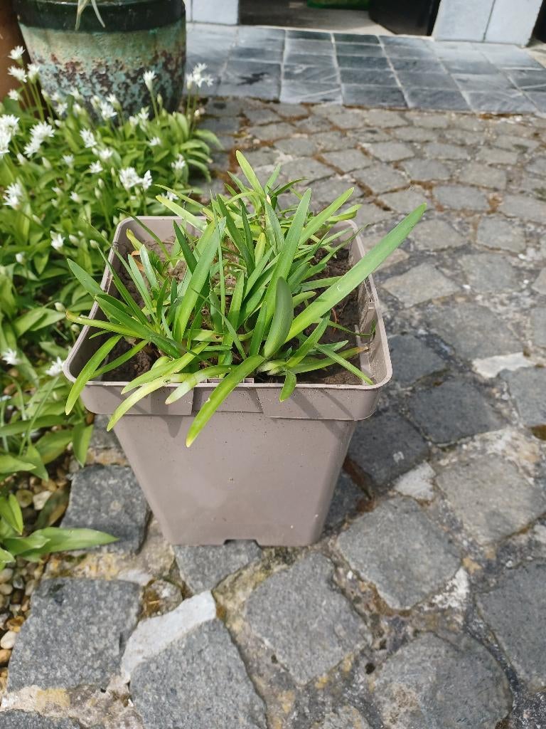 Agapanthus blauw, Tuin en Terras, Volle zon, Vaste plant, Zomer, Ophalen
