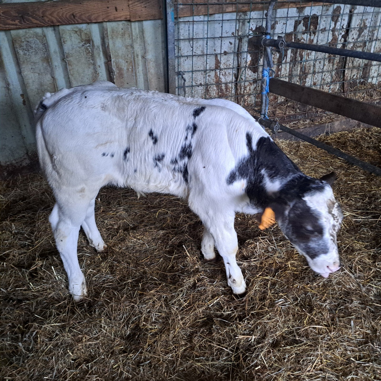 veau taureau sobre, Animaux & Accessoires