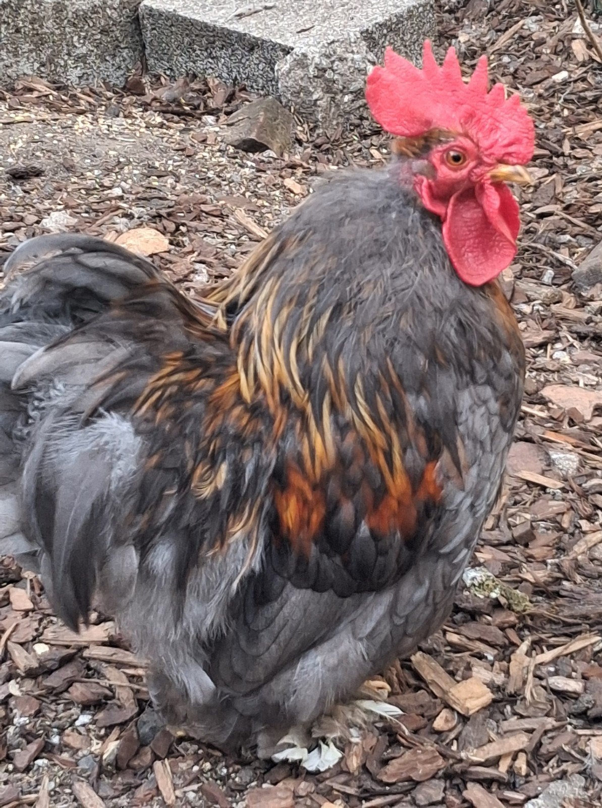 Cochin kriel haan, Dieren en Toebehoren