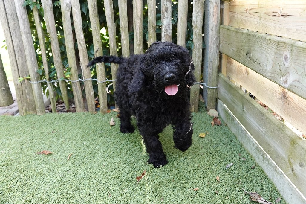 Magnifiques chiots Lagotto Romagnolo x mini Labradoodle, Maladie de Carré (chiens), Autres races, Plusieurs, Belgique