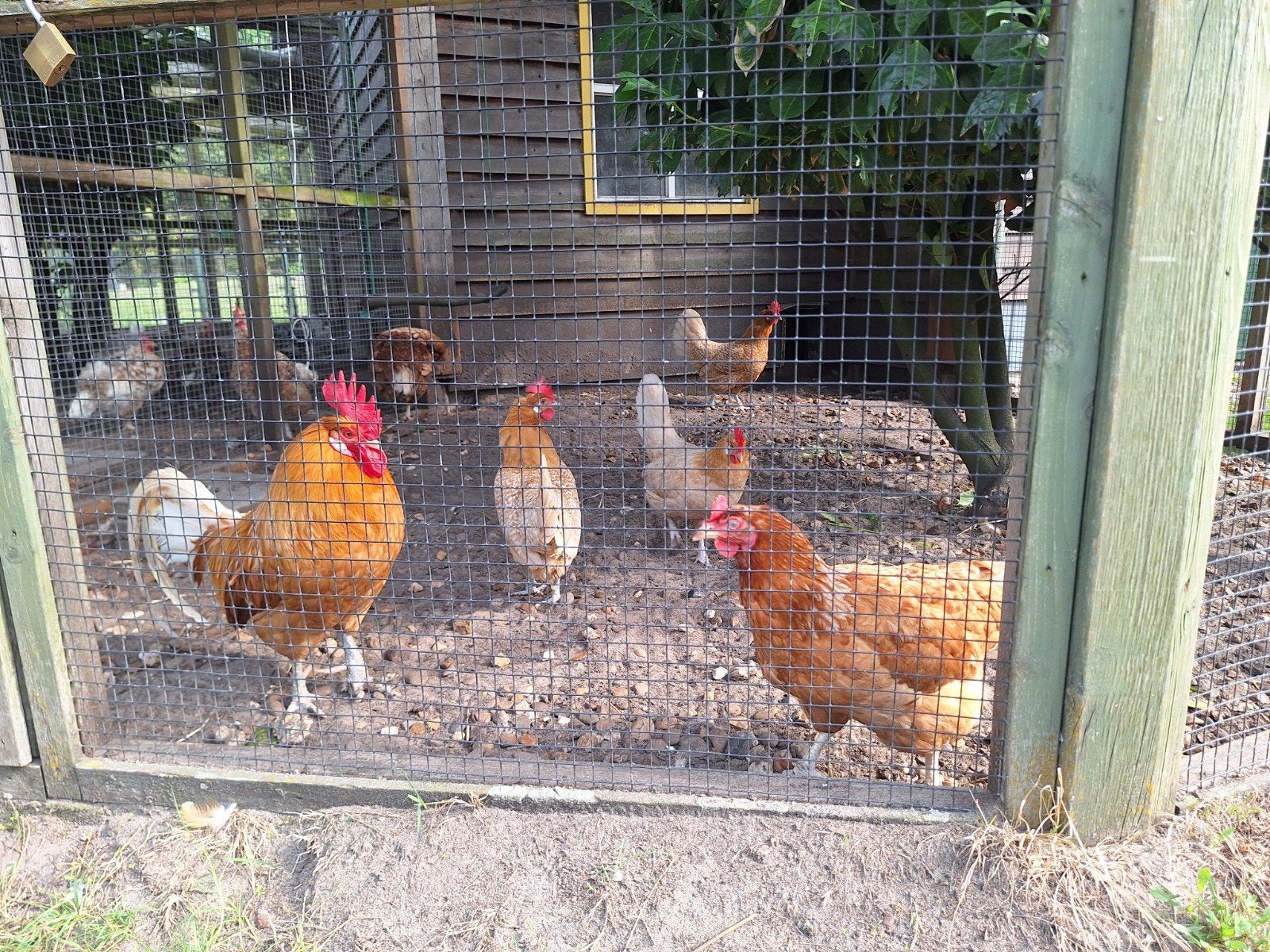 friese hoen, Dieren en Toebehoren, Pluimvee