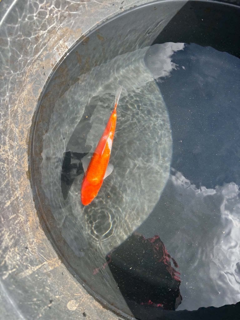 Kohaku – Eigen Kweek, Dieren en Toebehoren, Karper of Koi