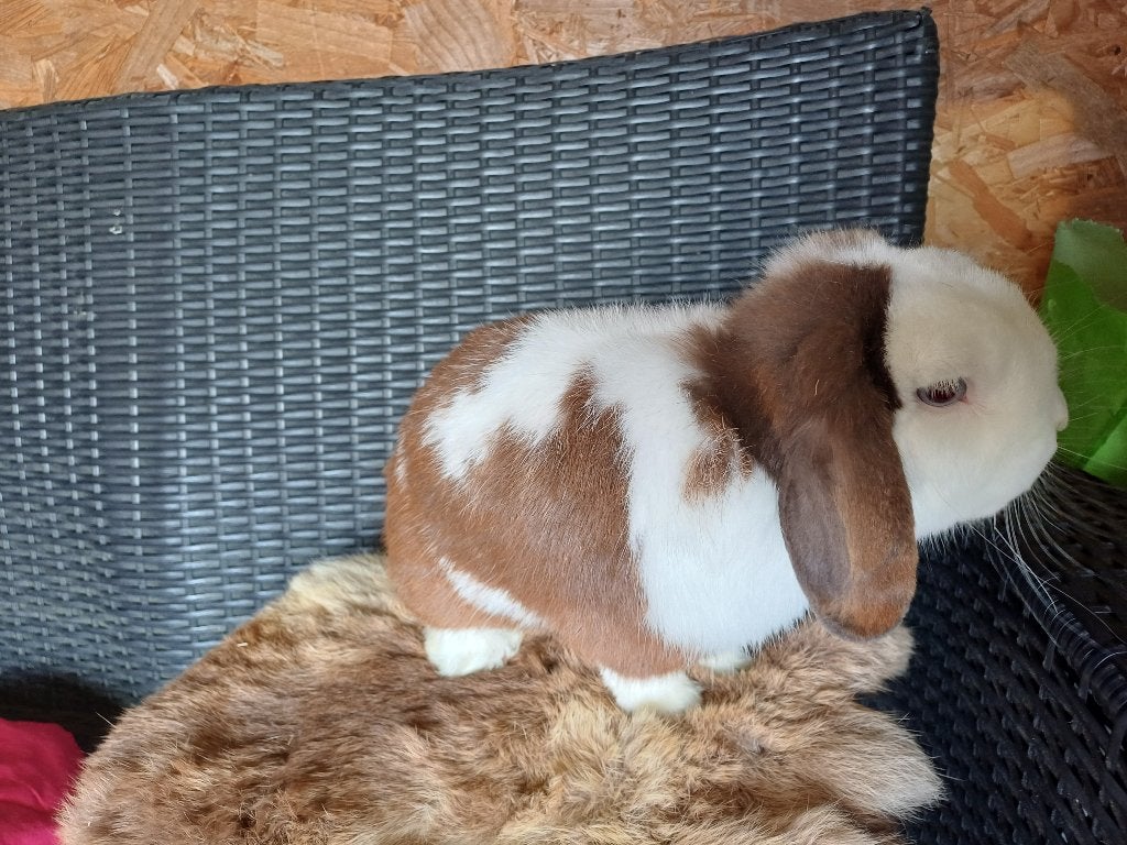Nhd bruin bonte ram, Dieren en Toebehoren, Mannelijk, Dwerg, Hangoor, 0 tot 2 jaar