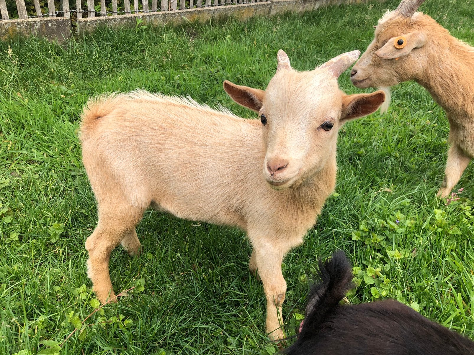 Lammetjes dwergeiten te koop, Mannelijk