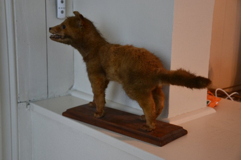 taxidermie jeune renard, Antiquités & Art, Enlèvement