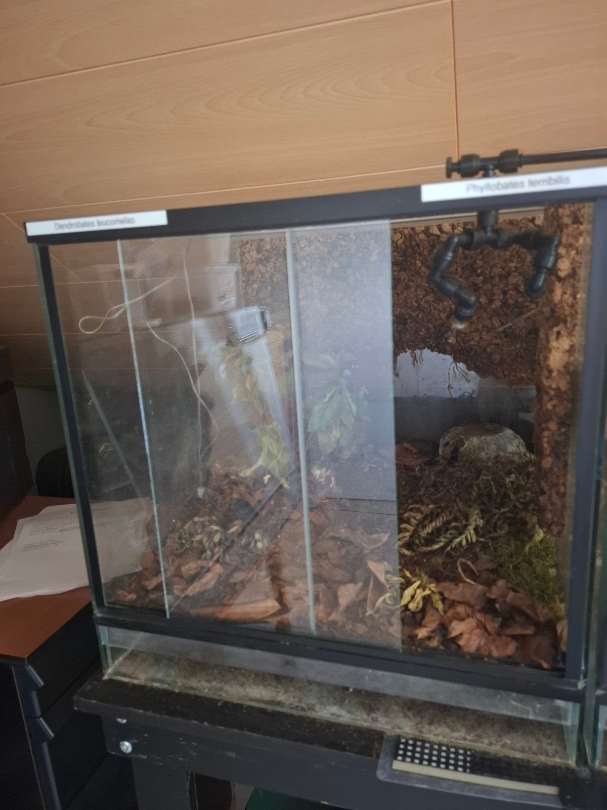 Terrarium 40x40x40cm, Dieren en Toebehoren, Ophalen, Gebruikt, Terrarium of Paludarium