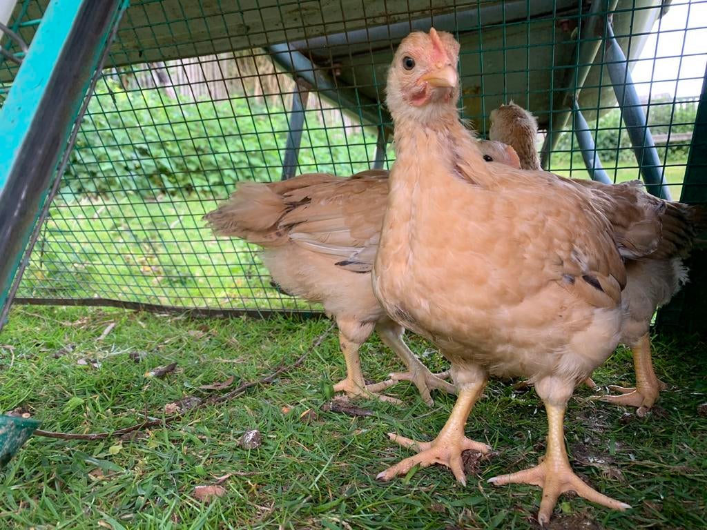 2 poulettes poule pondeuse d’un mois à vendre, Femelle, Poule ou poulet