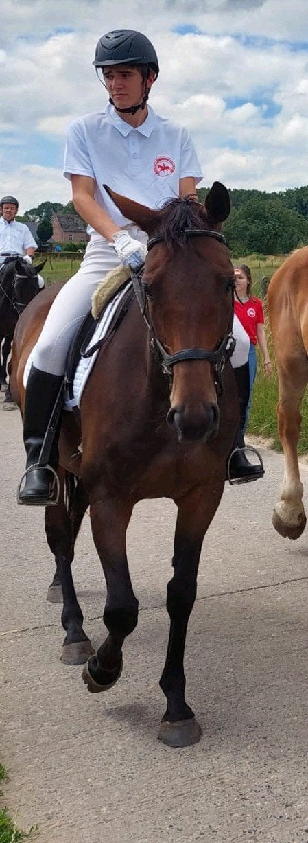 Top recreatie paard, Dieren en Toebehoren, Paarden, Merrie, 7 tot 10 jaar, 160 tot 165 cm, Recreatiepaard