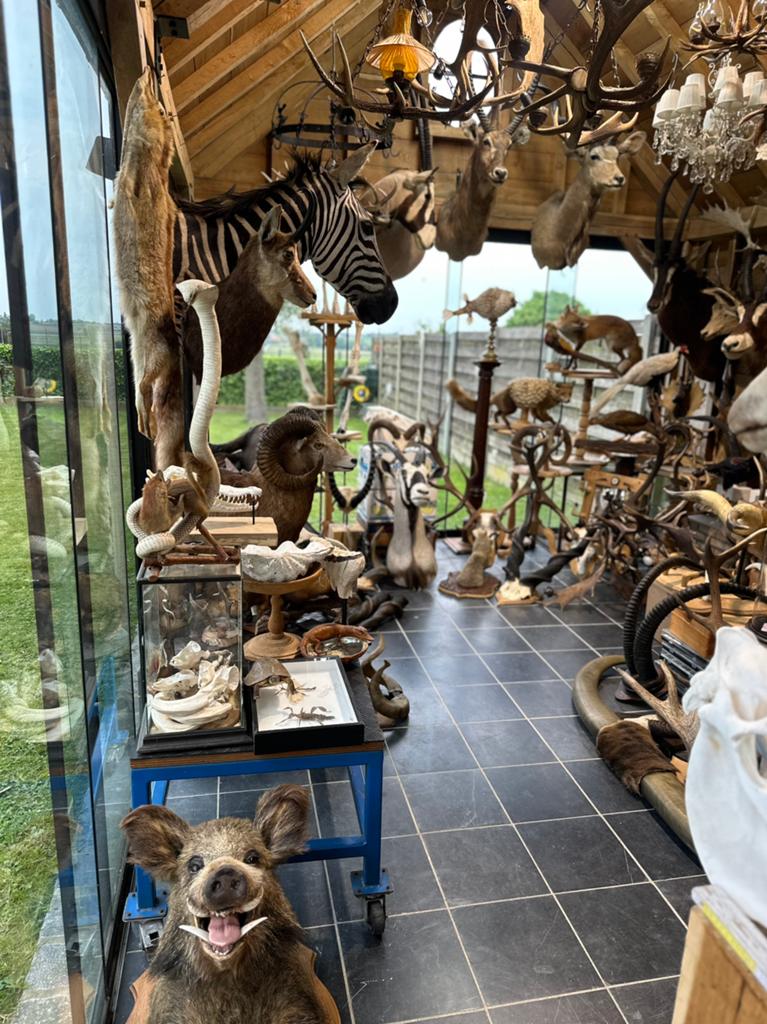 Oude jacht trofee en opgezette dieren, Ophalen