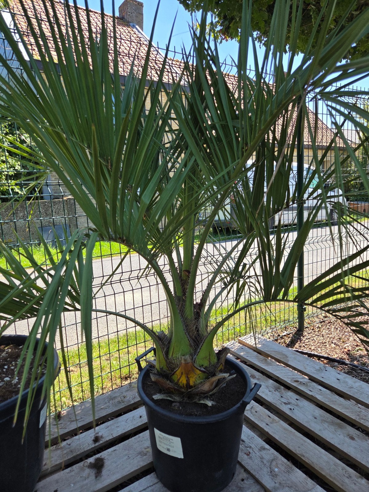 Palmboom Butia Capitata, Ophalen, Palmboom