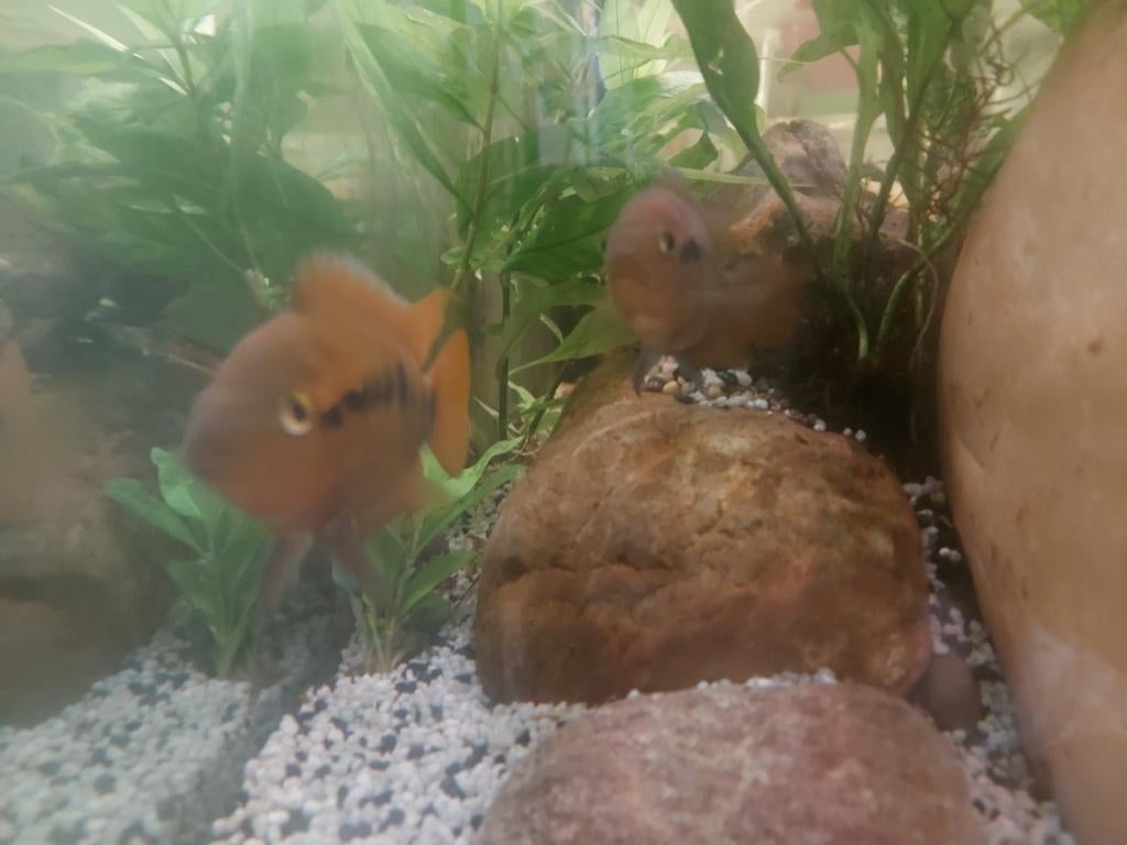 3 regenboog cichlide te koop, Dieren en Toebehoren
