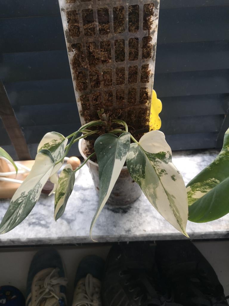 Philodendron golden violin varigata, Enlèvement