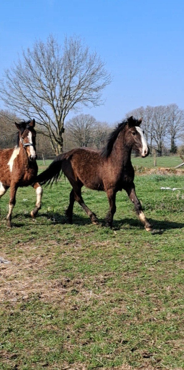 knappe merrie, Jument
