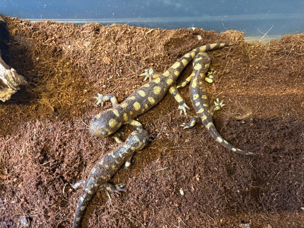 Tijgersalamander, Animaux & Accessoires, Reptiles & Amphibiens, Amphibien, 0 à 2 ans