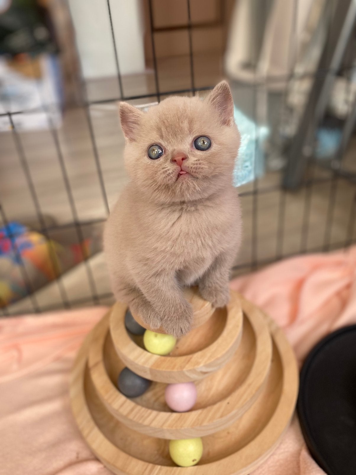 British shorthair, Plusieurs animaux, Avec pedigree, 0 à 2 ans