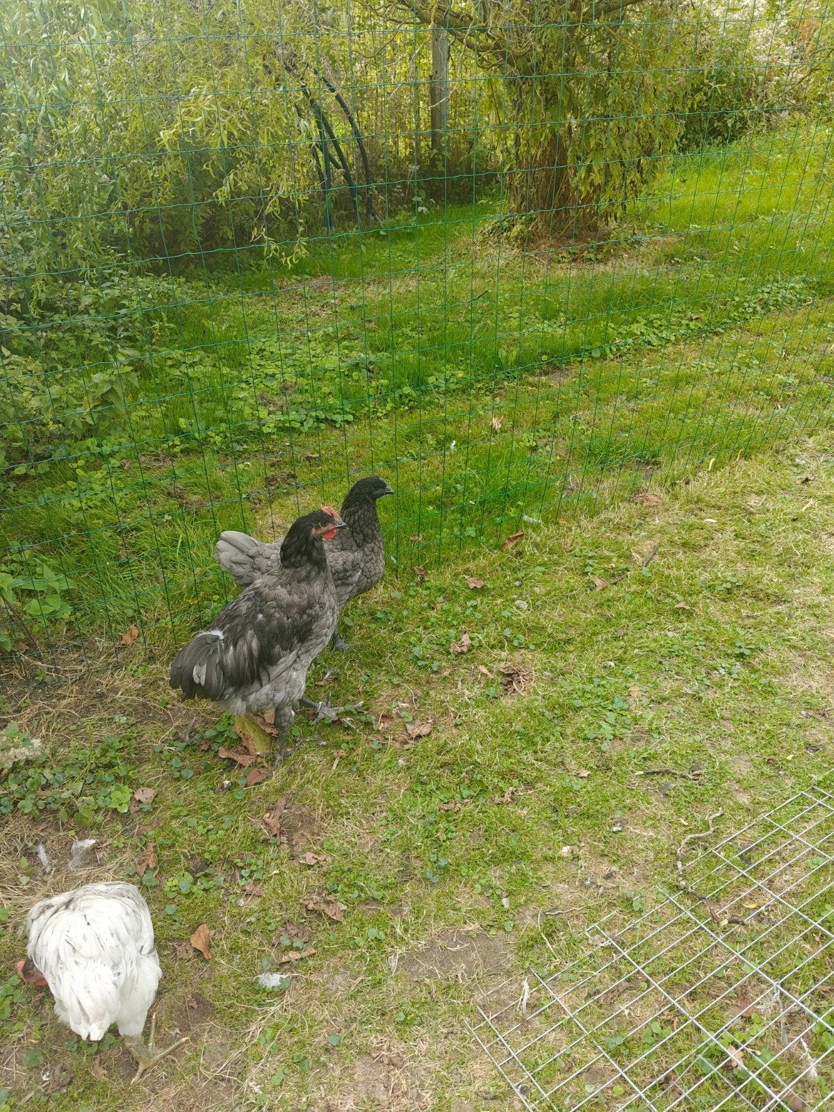 Jersey giant 's te koop, Dieren en Toebehoren, Meerdere dieren, Kip