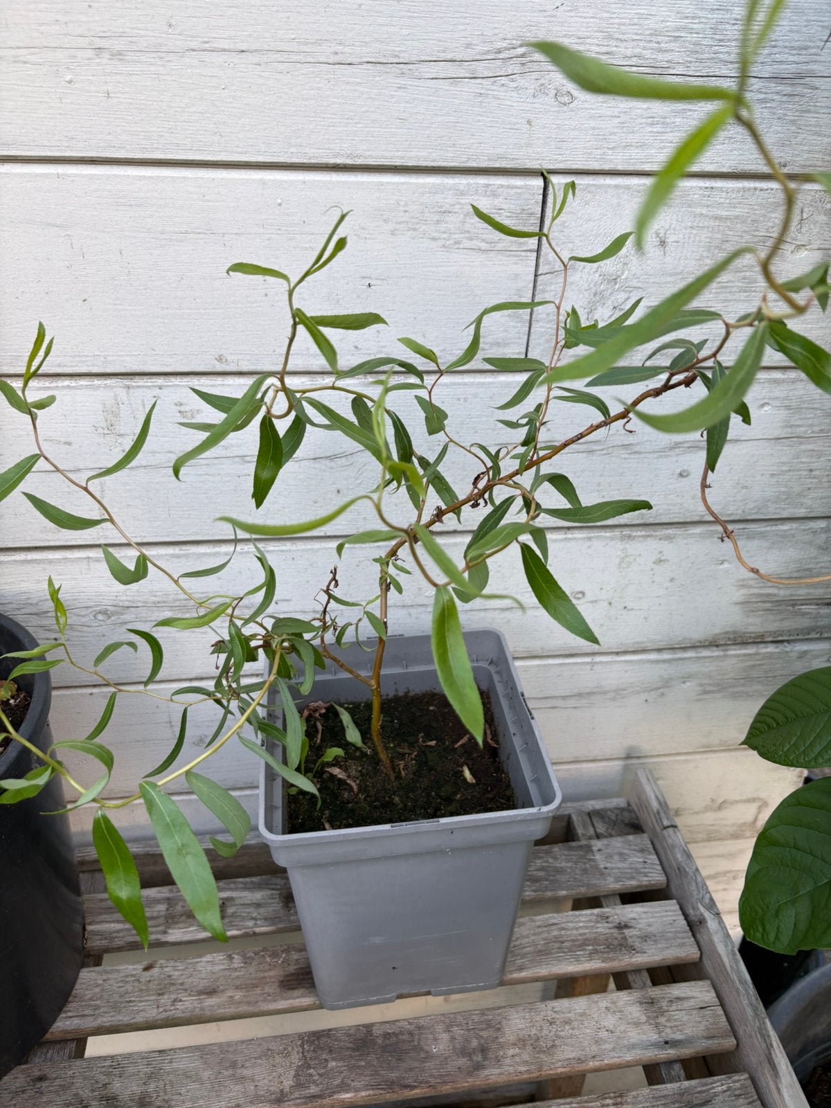 Jonge krulwilg, Tuin en Terras, Ophalen