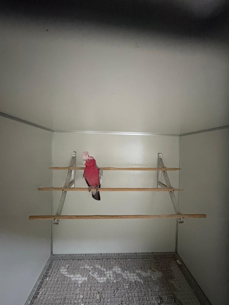 Rose kaketoe pop broedrijp, Dieren en Toebehoren, Vrouwelijk, Papegaai, Geringd