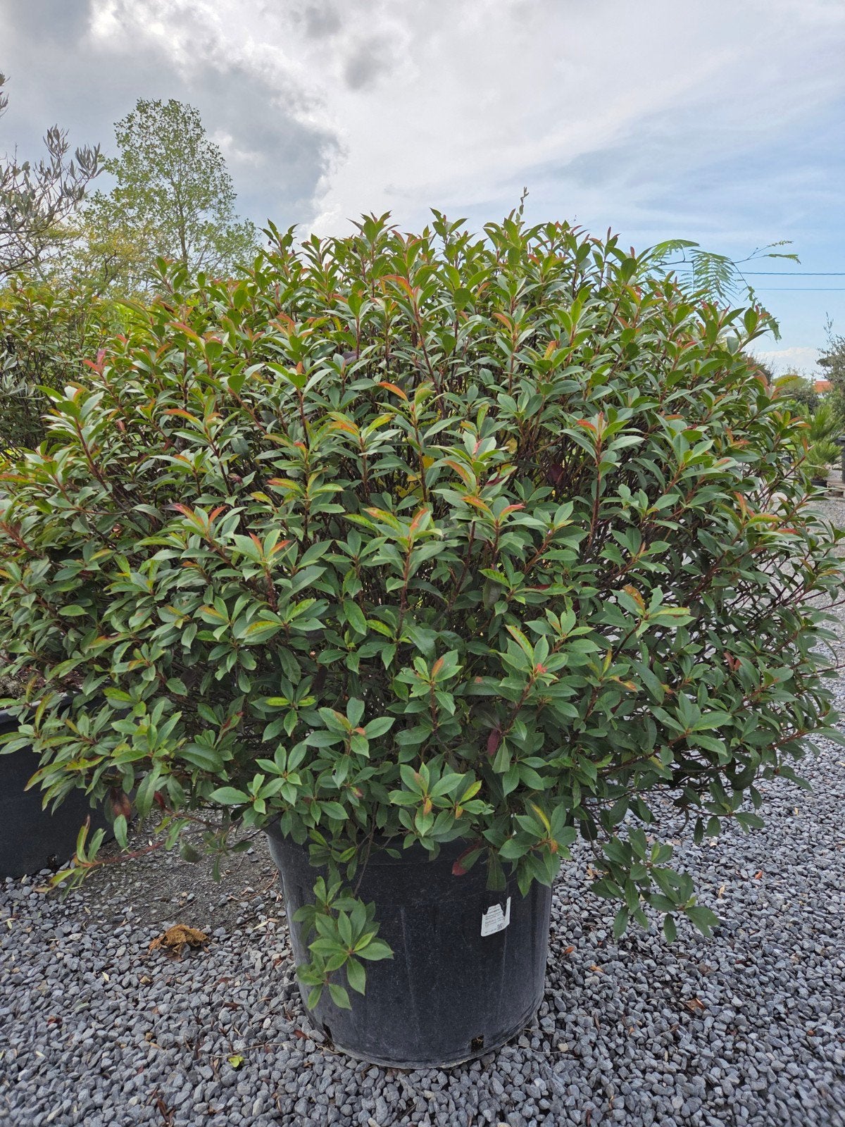 Photinia Carre Rouge Bol, Ophalen