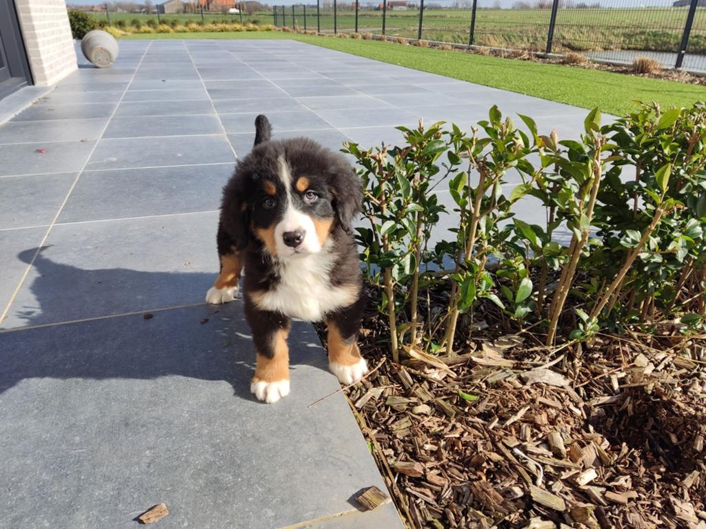 Berner sennen pups, Swiss mountain, 8 à 15 semaines, Plusieurs, Éleveur | Loisir