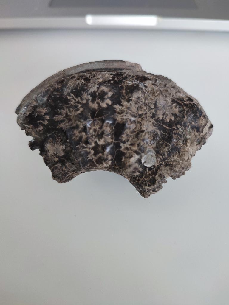 Ammonite fossile, Enlèvement ou Envoi, Fossile