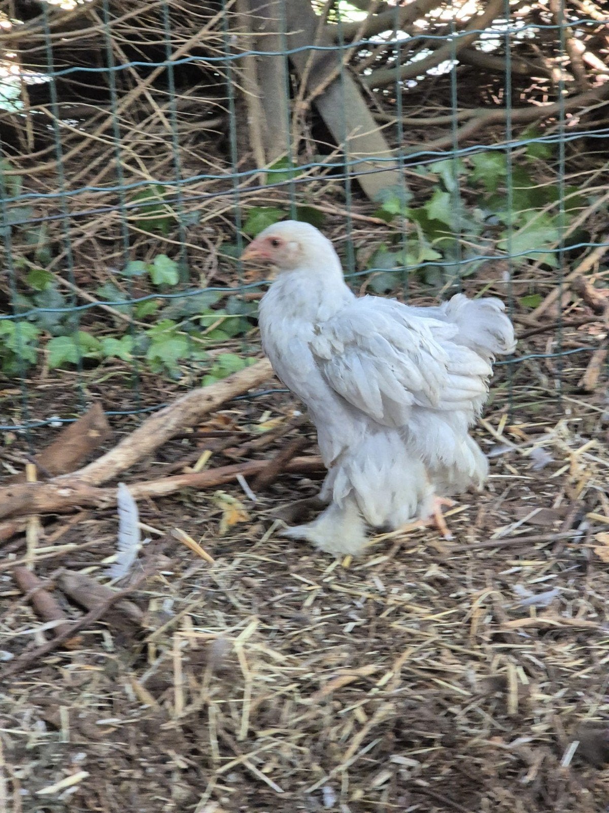 5 x Isabellen Brahma Kuikens, Dieren en Toebehoren