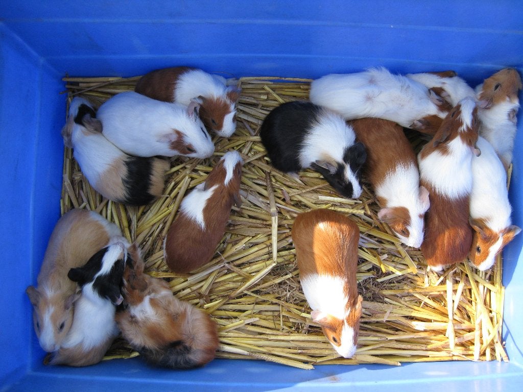 cavia jonge, Dieren en Toebehoren, Cavia, Meerdere dieren, Tam, Oktober