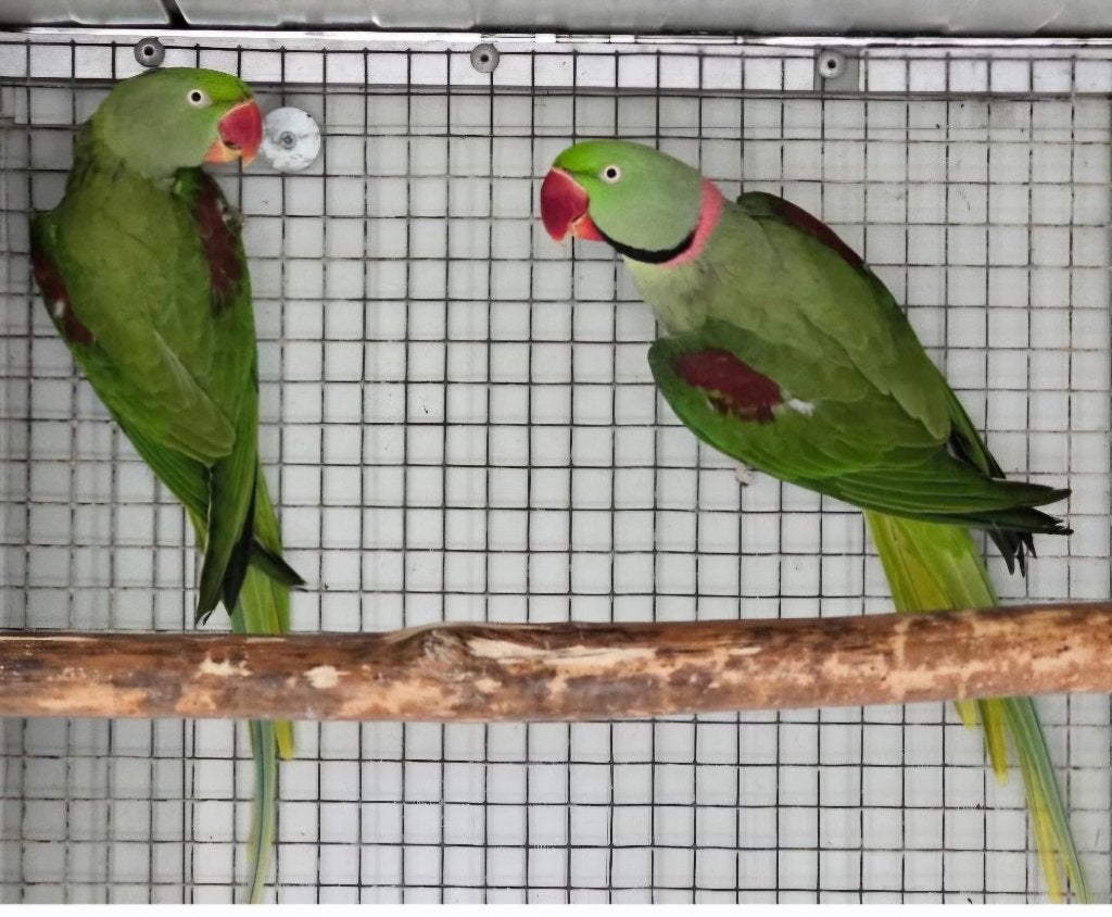Mutatie Alexanders, Meerdere dieren, Parkiet