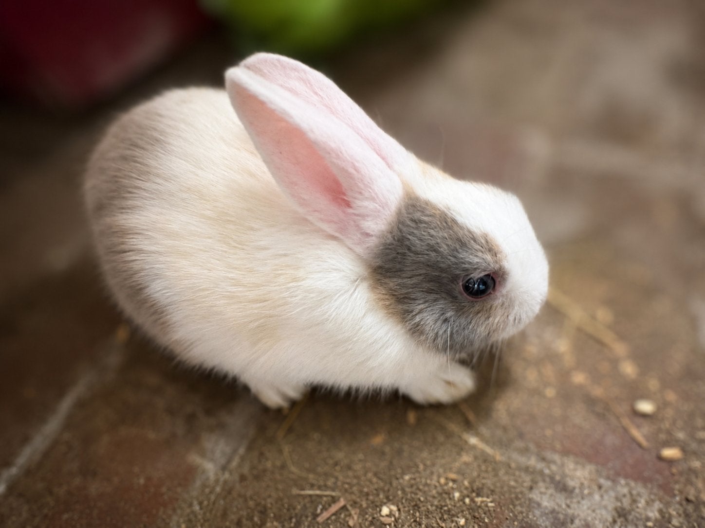 Jonge konijntjes, Plusieurs animaux, Petit, 0 à 2 ans