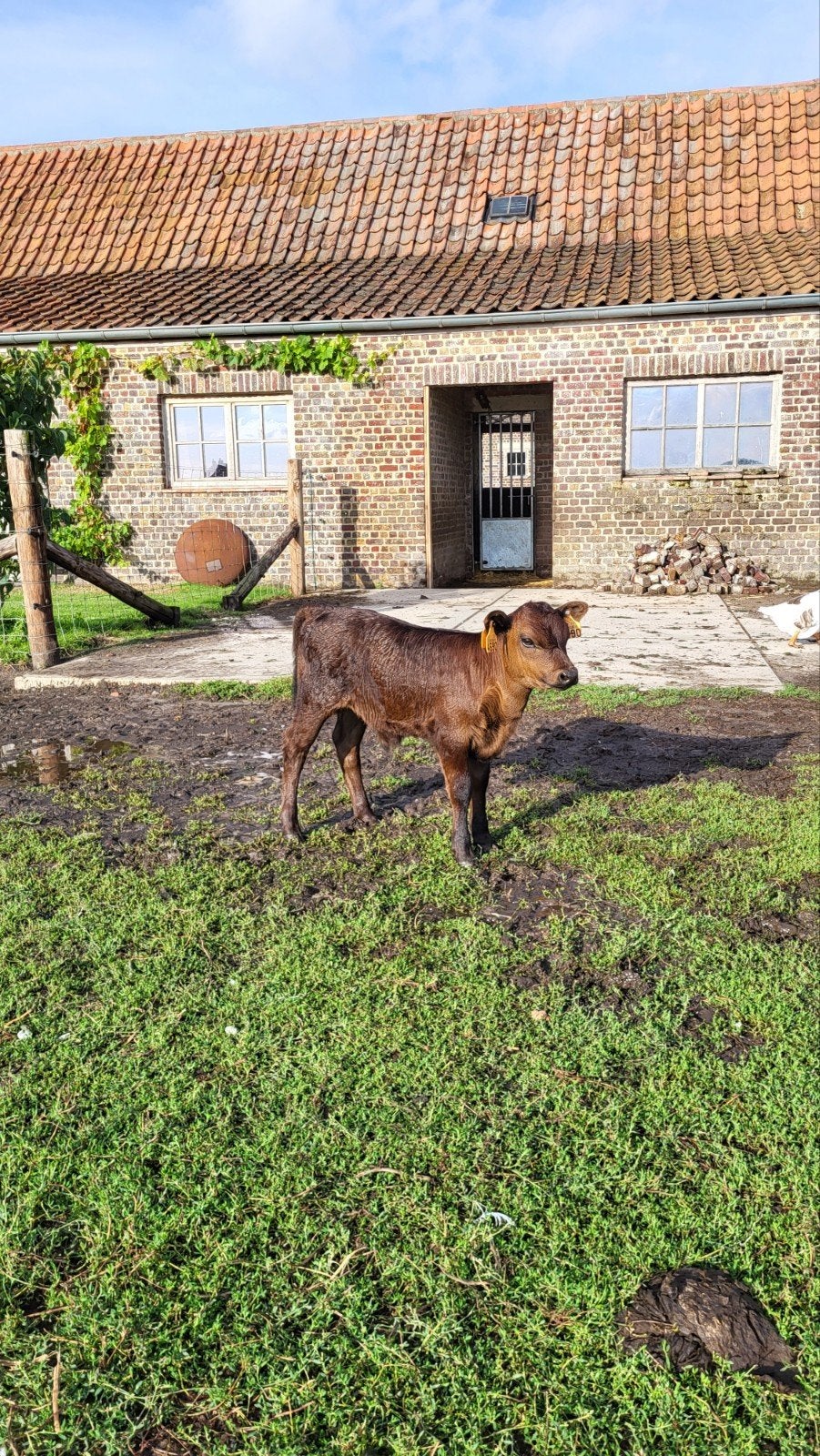 Dexter stierkalf, Mannelijk, 0 tot 2 jaar