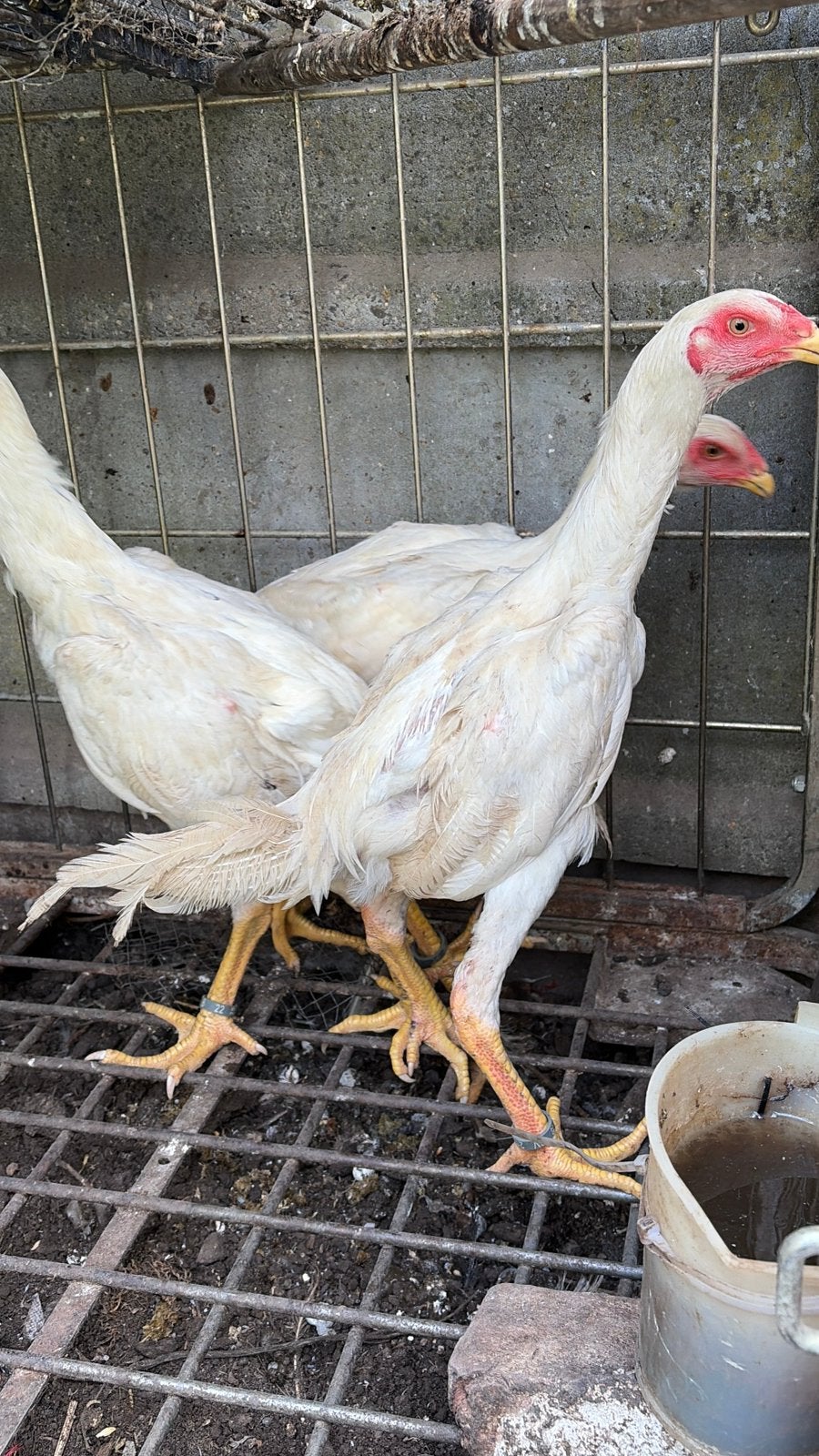 Trio witte shamo, Dieren en Toebehoren