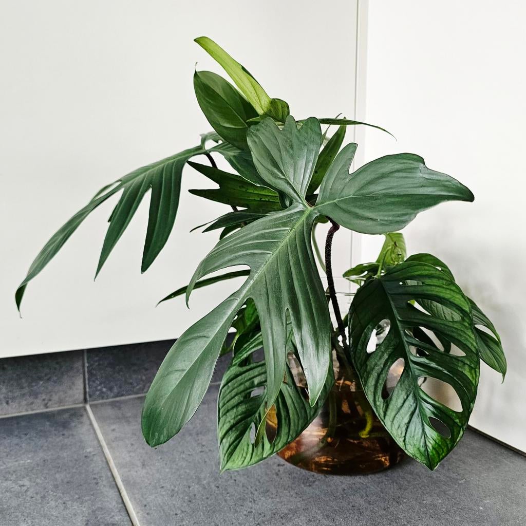 Stekken van Philodendron florida green en monstera adansonii, Enlèvement