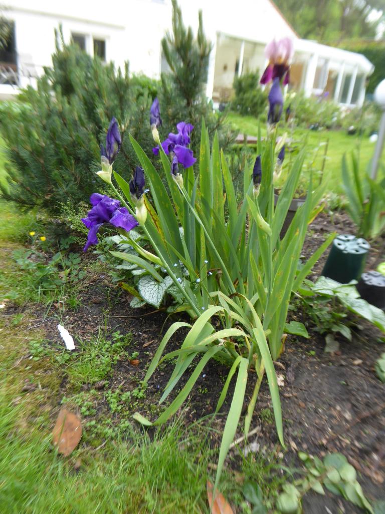 Irisen, Tuin en Terras, Ophalen, Lente, Overige soorten, Halfschaduw