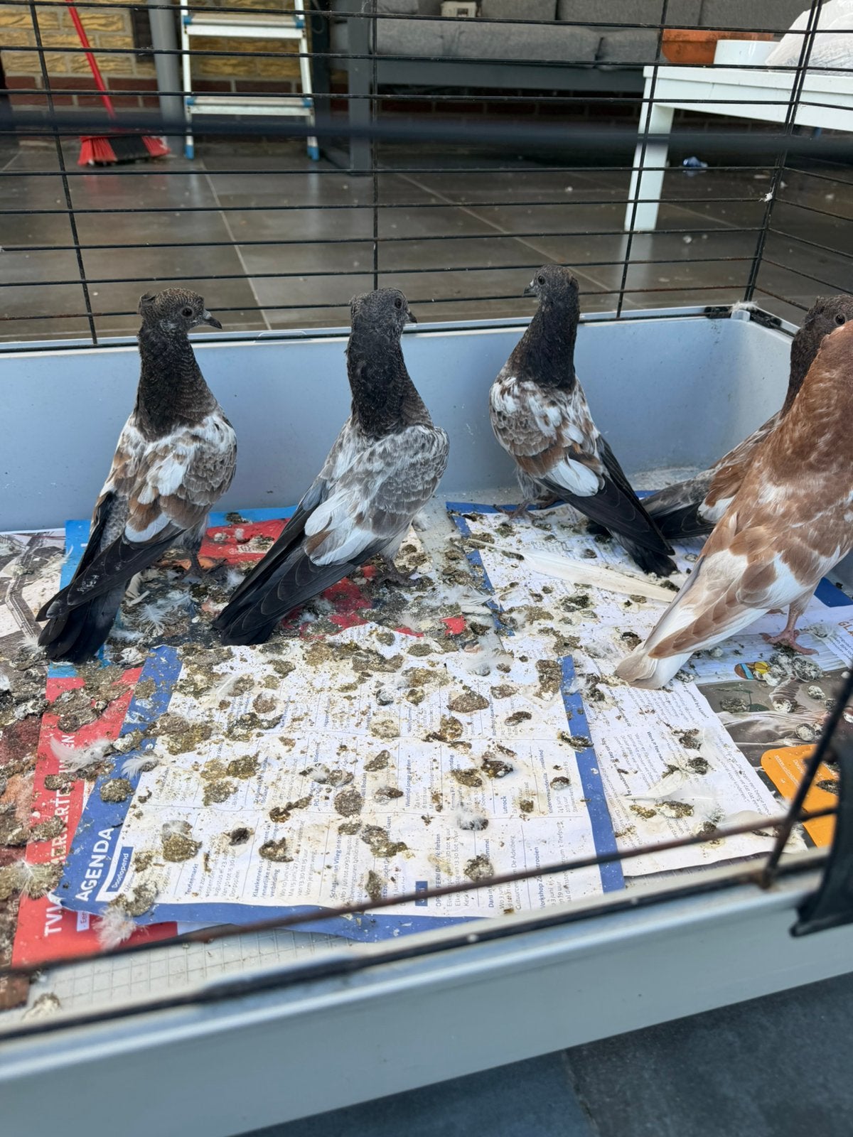 Hoogvligen duiven, Animaux & Accessoires