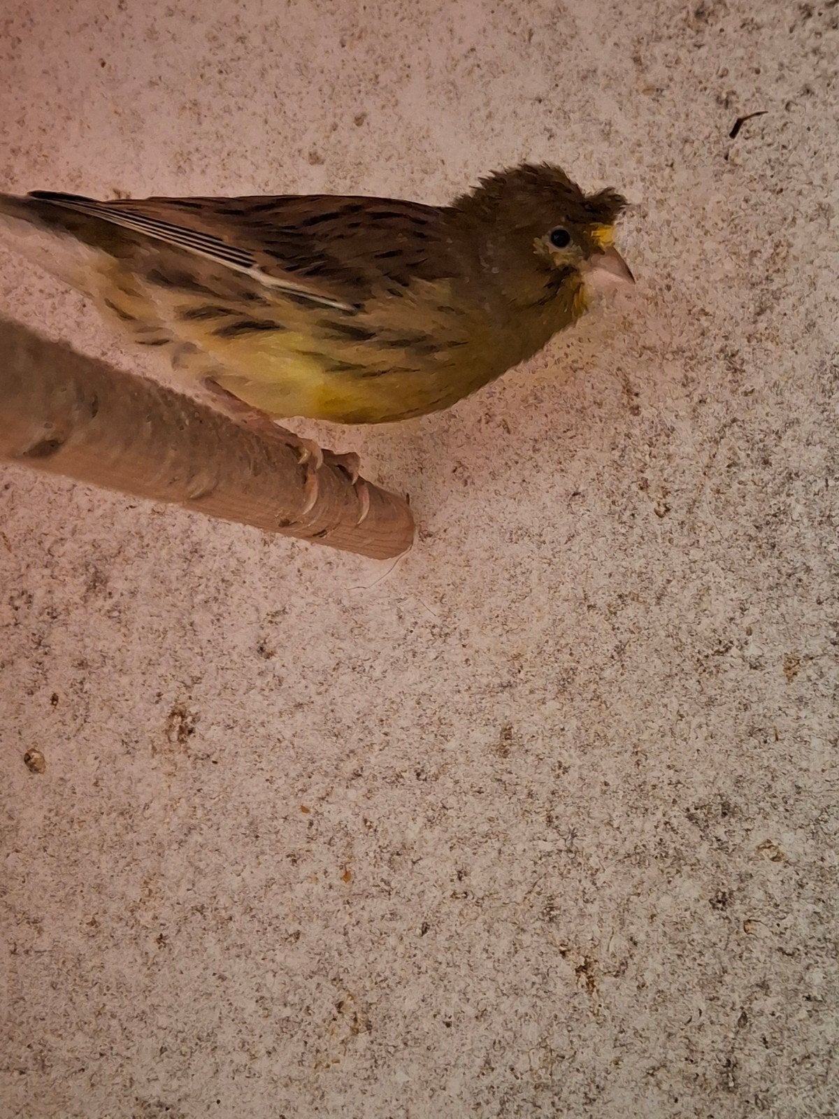 jonge kanarie man, Dieren en Toebehoren, Mannelijk