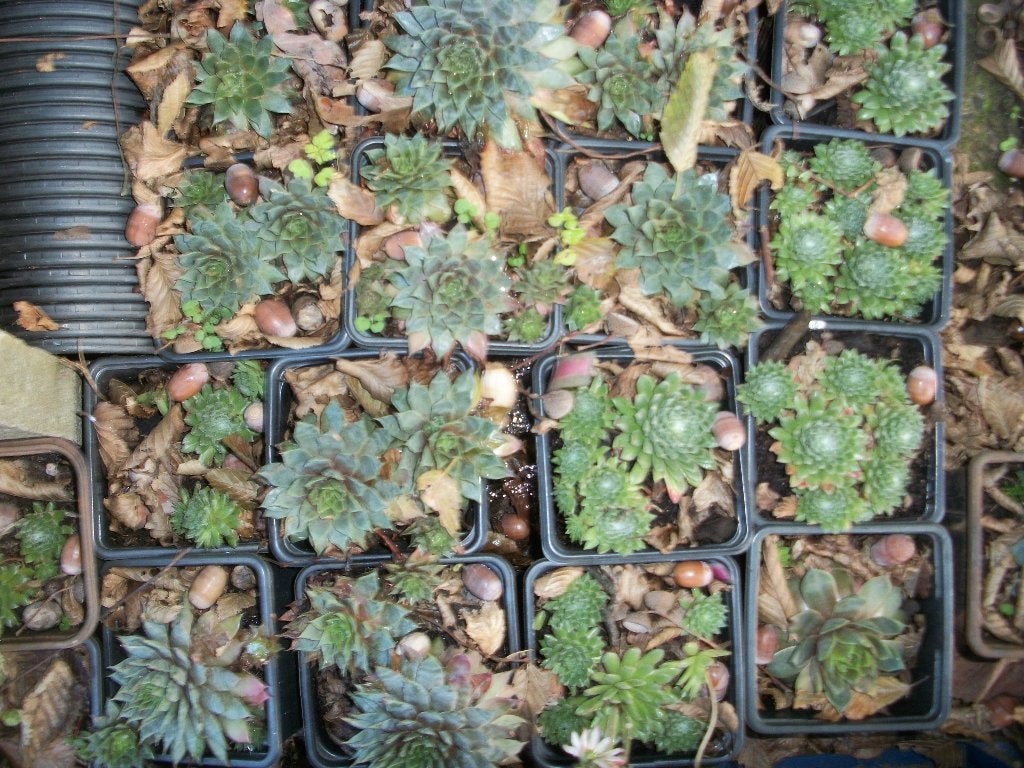 Sempervivum of daklook, Volle zon, Vaste plant, Zomer, Ophalen
