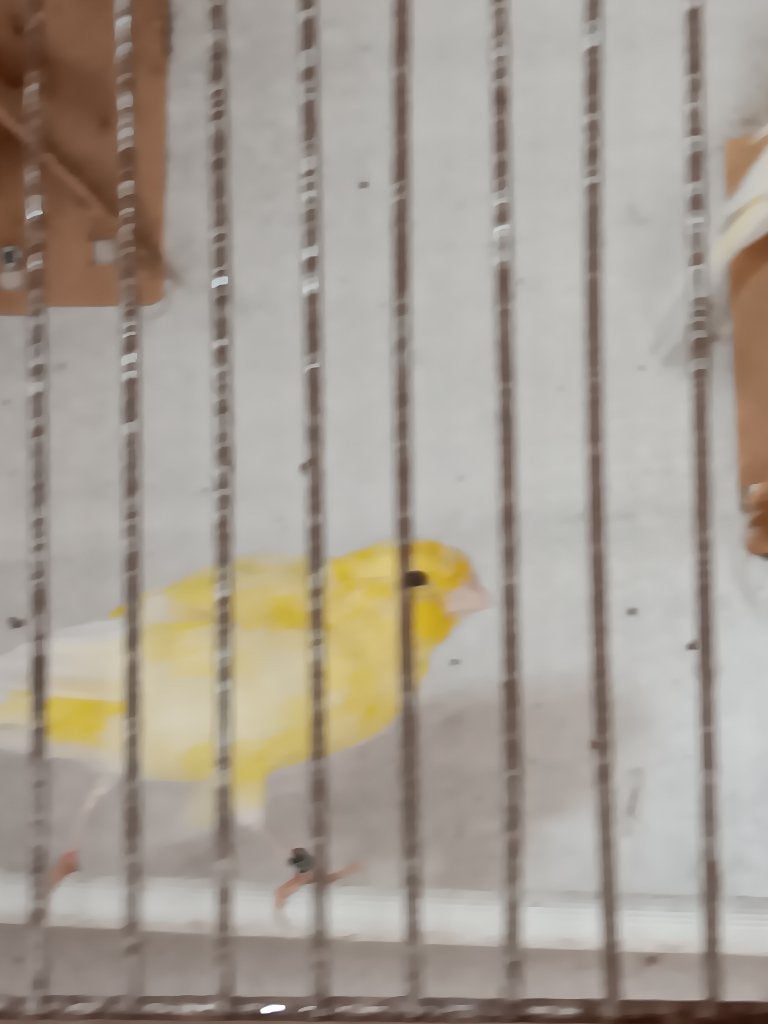 Yorken, Dieren en Toebehoren, Vogels | Kanaries, Meerdere dieren, Postuurkanarie
