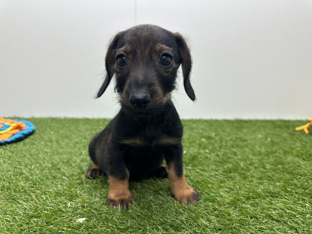 Ruwharige Dwergteckel pups, Parvo, België, 8 tot 15 weken, Dwerg
