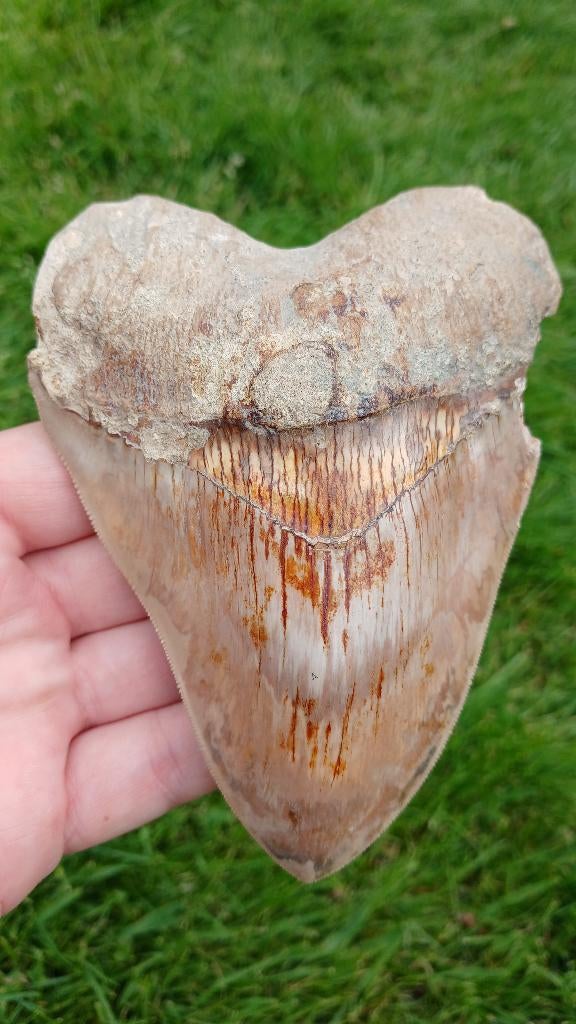 Grote Megalodon haaiemtand 13 cm fossielen, Verzamelen, Ophalen of Verzenden, Fossiel