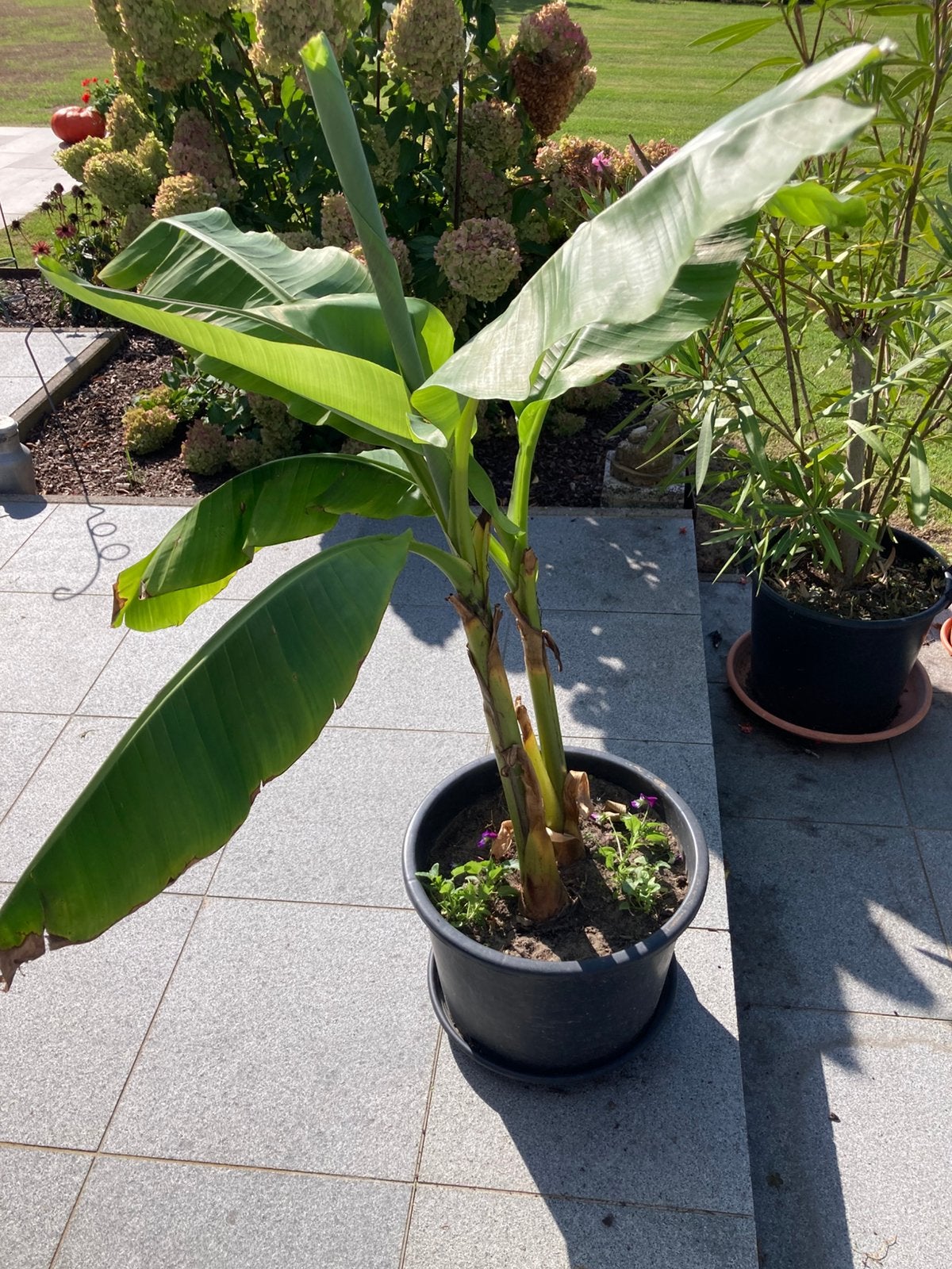 Bananenplant, Tuin en Terras, Ophalen